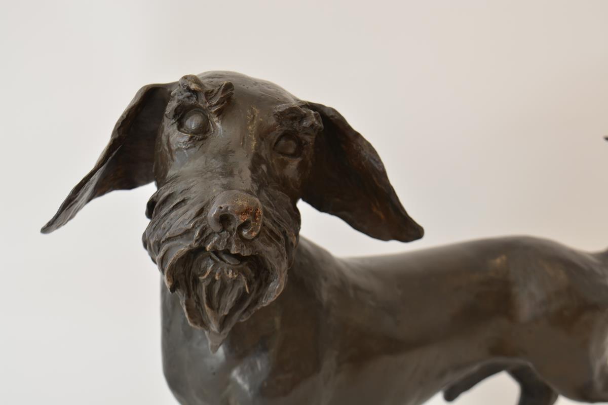 Rough haired Dachshund